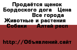 Продаётся щенок Бордоского дога › Цена ­ 37 000 - Все города Животные и растения » Собаки   . Алтай респ.